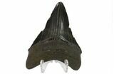 Fossil Megalodon Tooth - South Carolina #130844-1